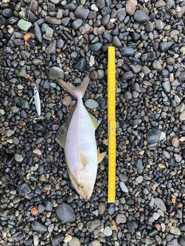 ショゴの釣果