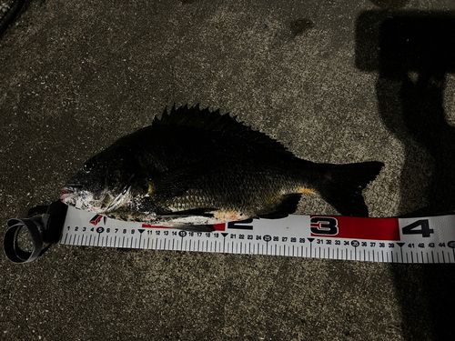 クロダイの釣果