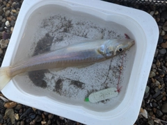 シロギスの釣果