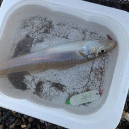 シロギス