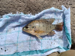 ティラピアの釣果