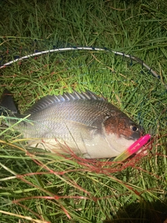 キビレの釣果