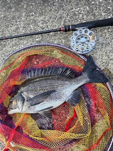 クロダイの釣果