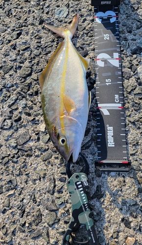 ネリゴの釣果