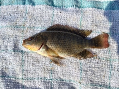 ティラピアの釣果