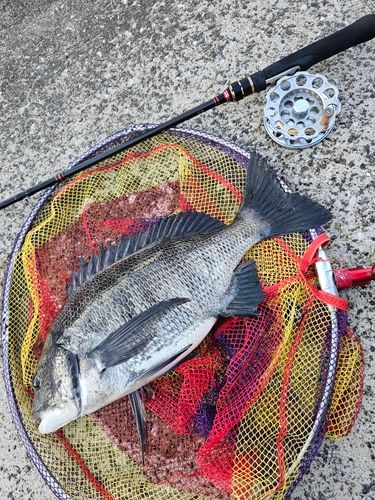 クロダイの釣果