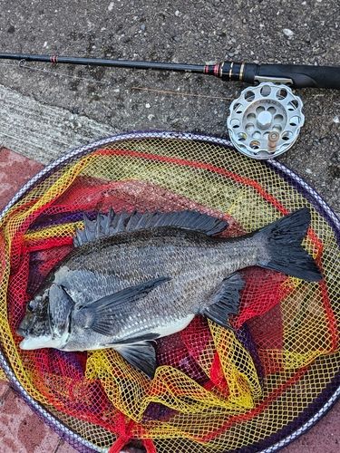 クロダイの釣果