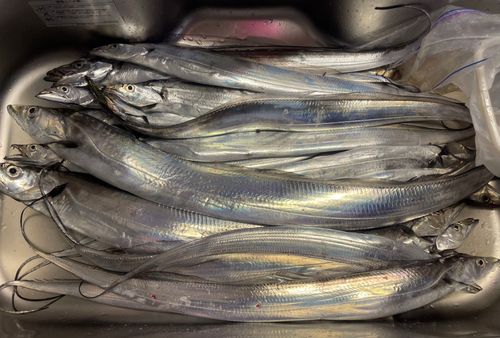 タチウオの釣果