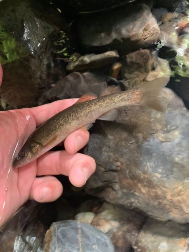 タカハヤの釣果