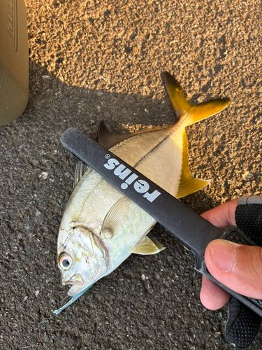 メッキの釣果