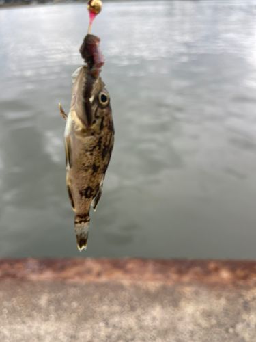 チカの釣果