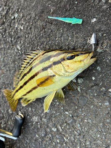 コトヒキの釣果