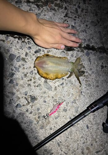 アオリイカの釣果