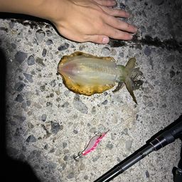 アオリイカ