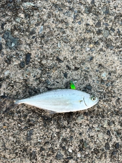 イケカツオの釣果