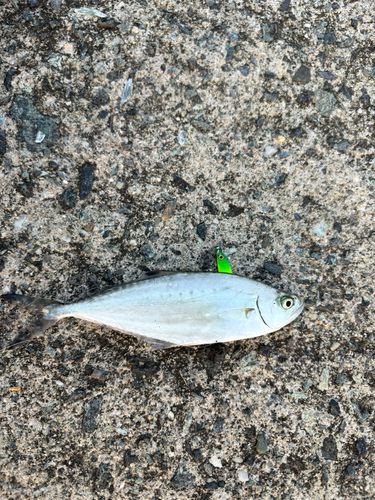 イケカツオの釣果