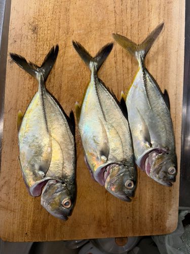 メッキの釣果