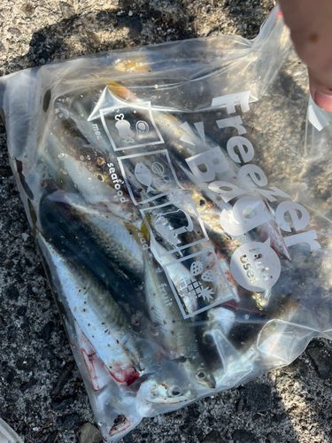 サバの釣果