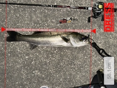 シーバスの釣果