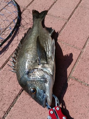 クロダイの釣果