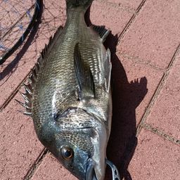 クロダイ
