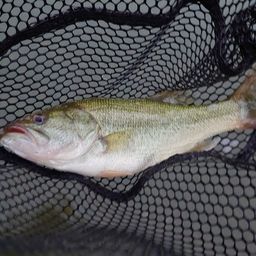 ラージマウスバス