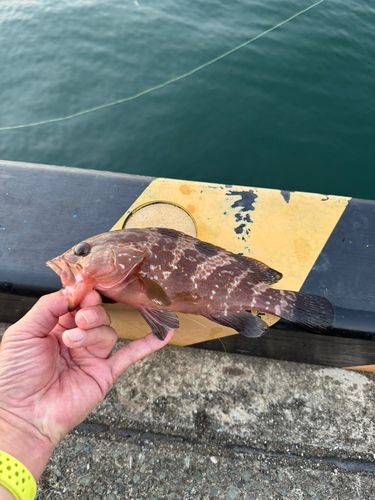 キジハタの釣果