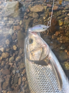 ウグイの釣果