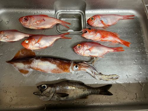 キンメダイの釣果