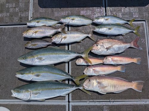 ブリの釣果