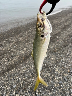 マアジの釣果