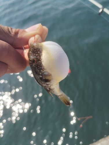 クサフグの釣果