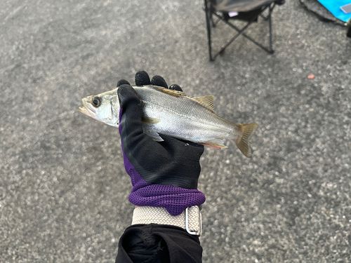 セイゴ（ヒラスズキ）の釣果