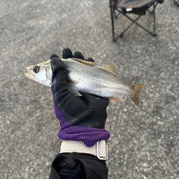 セイゴ（ヒラスズキ）