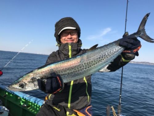 サワラの釣果