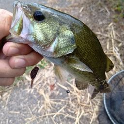 ラージマウスバス