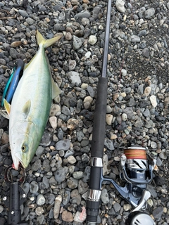 イナダの釣果