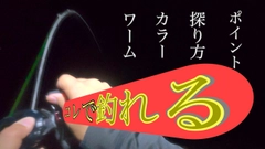 キジハタの釣果
