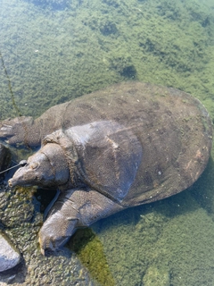 ナマズの釣果