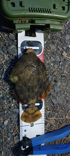 カワハギの釣果