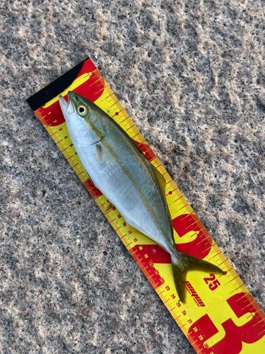 ツバスの釣果