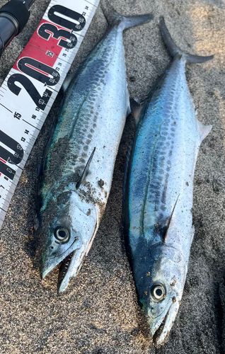 サゴシの釣果
