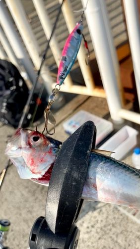 サバの釣果