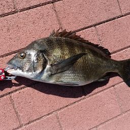 クロダイ