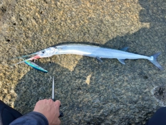 ショゴの釣果