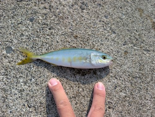 椎谷海浜公園