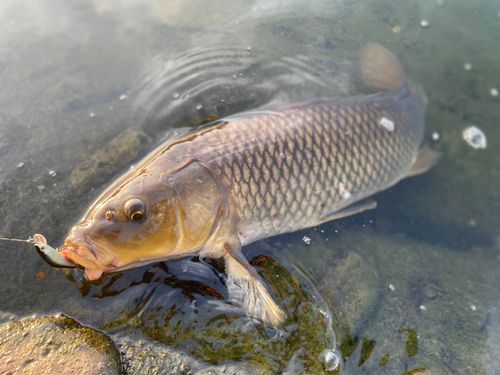 コイの釣果