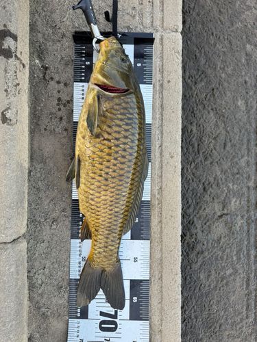 コイの釣果