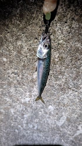サバの釣果
