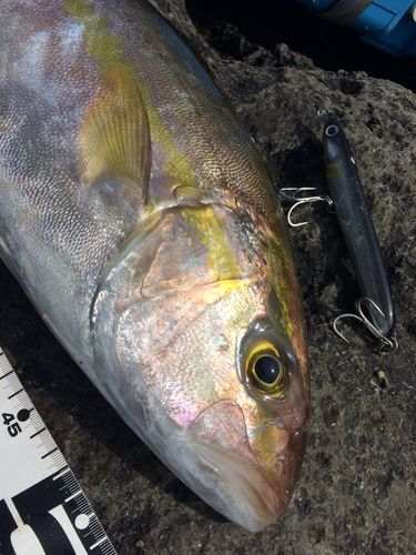 カンパチの釣果